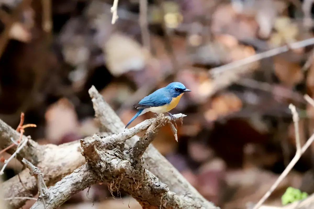 Best Homestay in dhanaulti bird watching